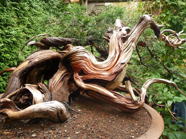 walter pall  bonsai