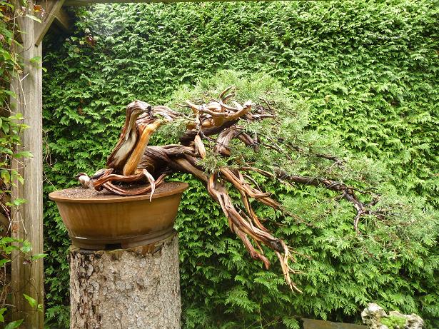 walter pall  bonsai