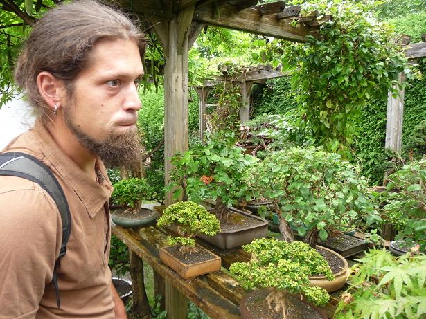 walter pall  bonsai