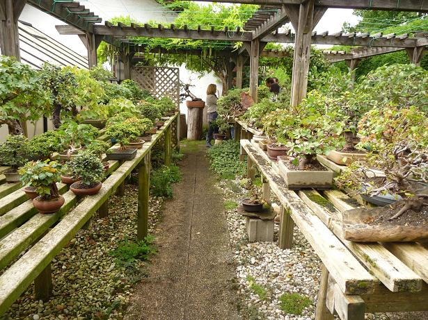 walter pall  bonsai