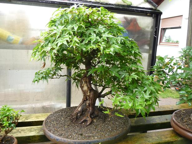 walter pall  bonsai