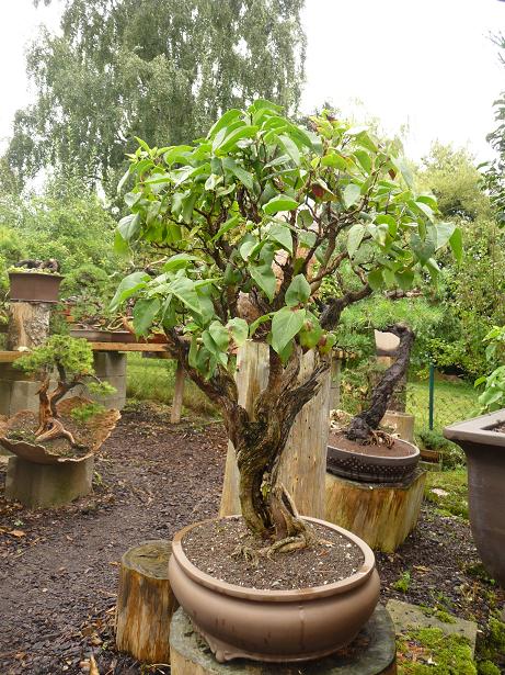 walter pall  bonsai