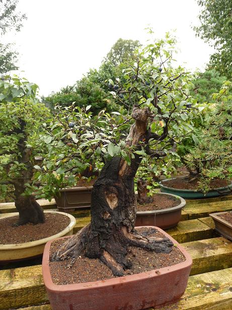 walter pall  bonsai