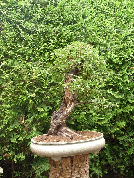 walter pall  bonsai