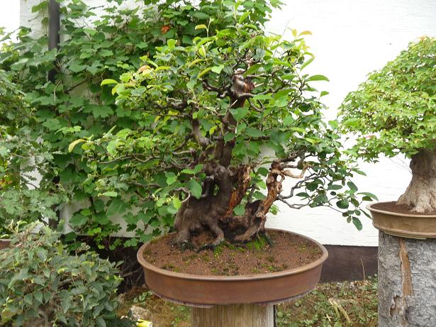 walter pall  bonsai