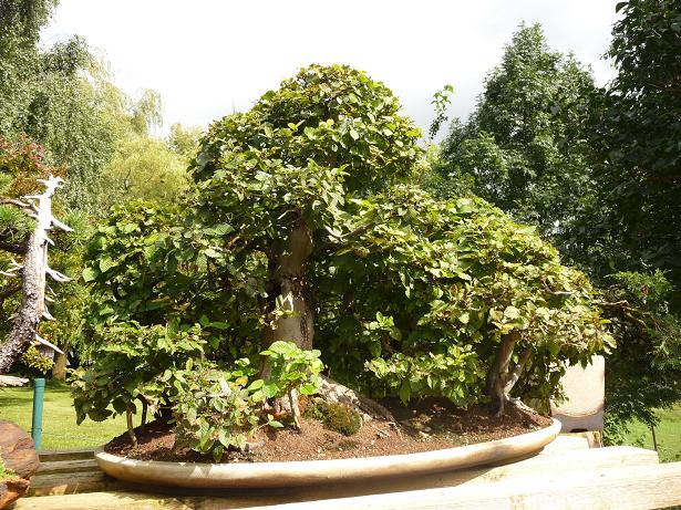 walter pall  bonsai