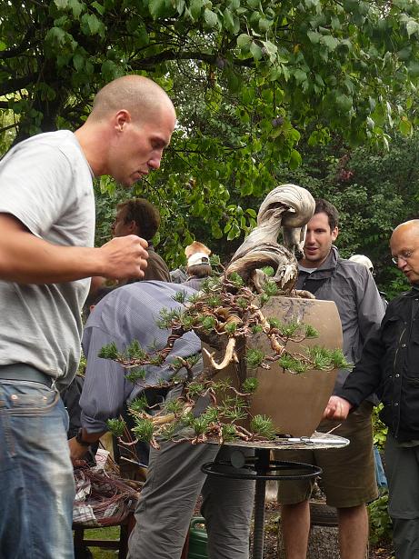 walter pall  bonsai