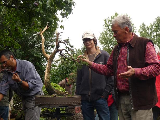 walter pall  bonsai