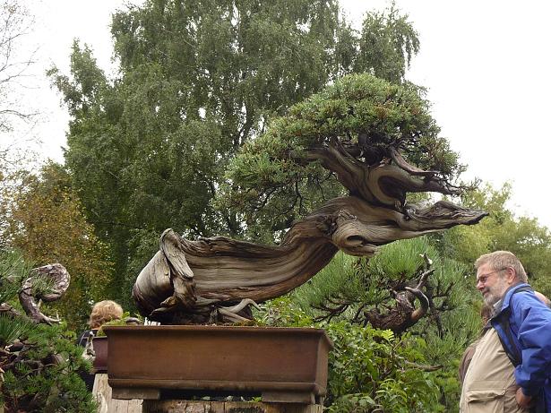 walter pall  bonsai