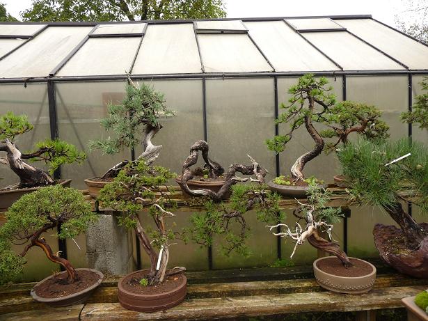 walter pall  bonsai