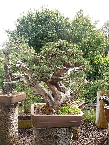 walter pall  bonsai