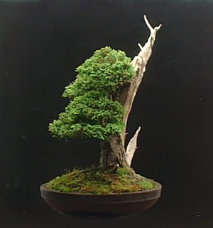 Chamaecyparis pisifera/False Cypress Bonsai Progression Series