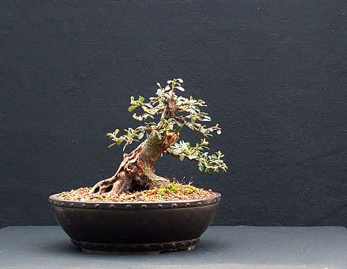 Cotoneaster horizontalis/Cotoneaster Bonsai Progression Series