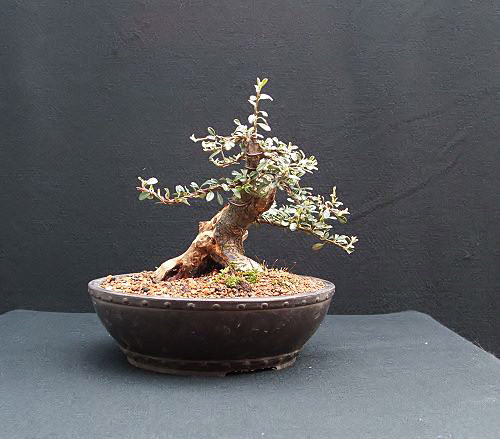 Cotoneaster horizontalis/Cotoneaster Bonsai Progression Series