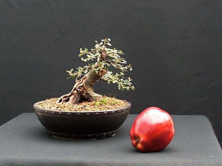 Cotoneaster horizontalis/Cotoneaster Bonsai Progression Series