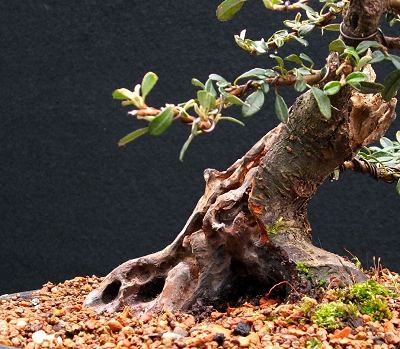 Cotoneaster horizontalis/Cotoneaster Bonsai Progression Series