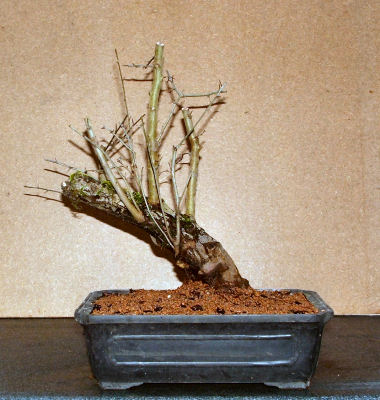 hawthorn first styling