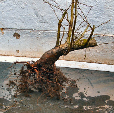 hawthorn dug up from the ground