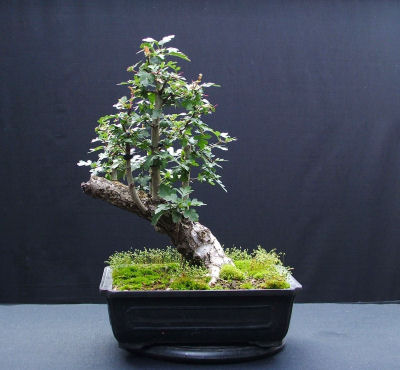 hawthorn during the summer