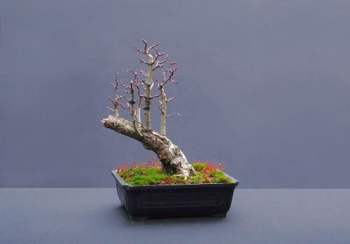 hawthorn bonsai