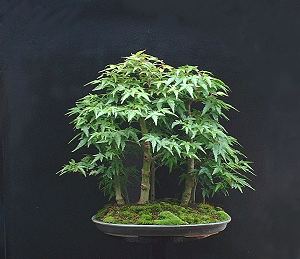 Defoliating or Leaf-cutting Bonsai 