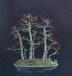 Defoliating or Leaf-cutting Bonsai 
