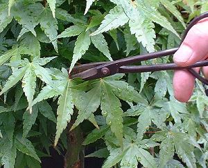 Defoliating or Leaf-cutting Bonsai 