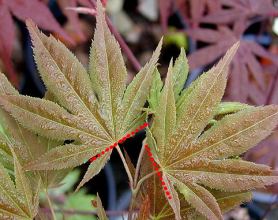 Defoliating or Leaf-cutting Bonsai 