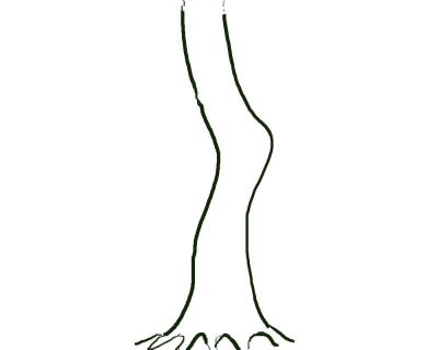 Developing Trunks for Bonsai