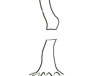 Developing Trunks for Bonsai