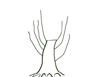 Developing Trunks for Bonsai