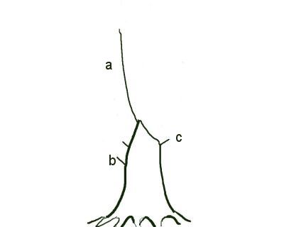 Developing Trunks for Bonsai