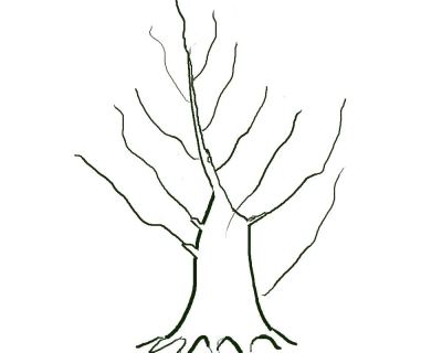 Developing Trunks for Bonsai