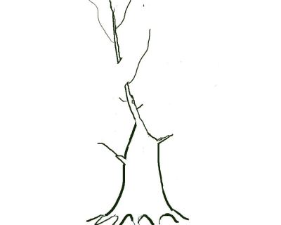 Developing Trunks for Bonsai