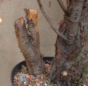 Deadwood for Bonsai