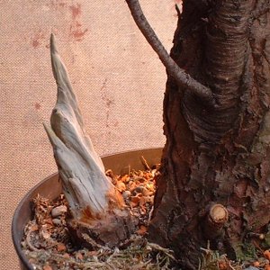 Deadwood for Bonsai