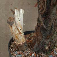 Deadwood for Bonsai