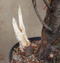 Deadwood for Bonsai