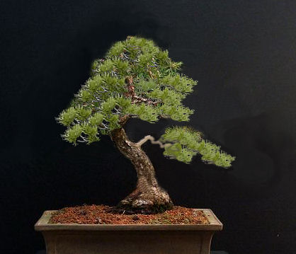 front view of the tree