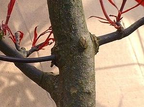threadgrafting bonsai