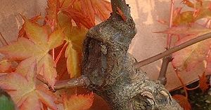 threadgrafting bonsai