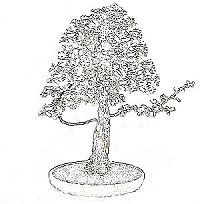 threadgrafting bonsai