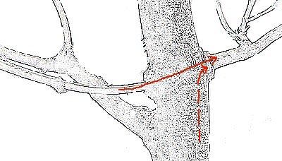 threadgrafting bonsai
