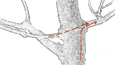 threadgrafting bonsai