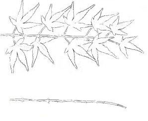 threadgrafting bonsai