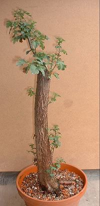 Hawthorn/ Crataegus monogyna Bonsai Progression Series 