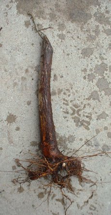 Hawthorn/ Crataegus monogyna Bonsai Progression Series 