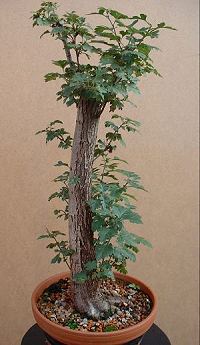 Hawthorn/ Crataegus monogyna Bonsai Progression Series 