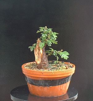 Hawthorn/ Crataegus monogyna Bonsai Progression Series 