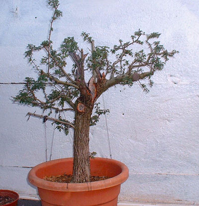 The tree responded well in its first season